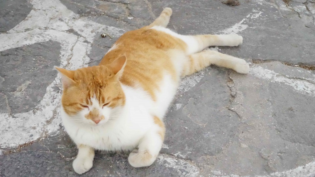 ミコノス島の猫（ギリシャ）