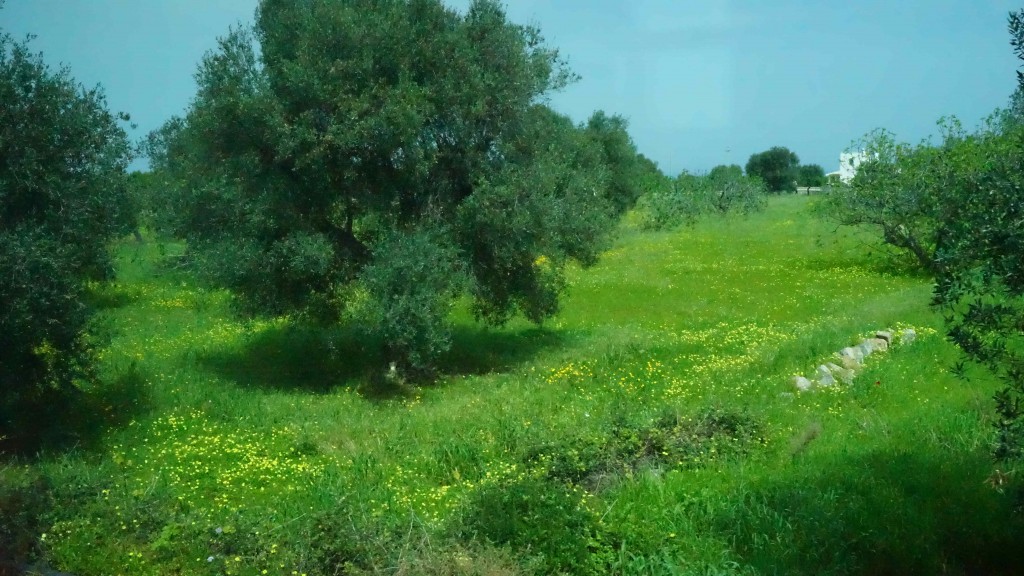 オリーブ畑（イタリア）
