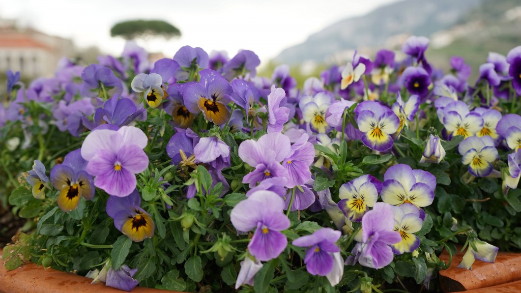 ラベッロに咲く花（イタリア）
